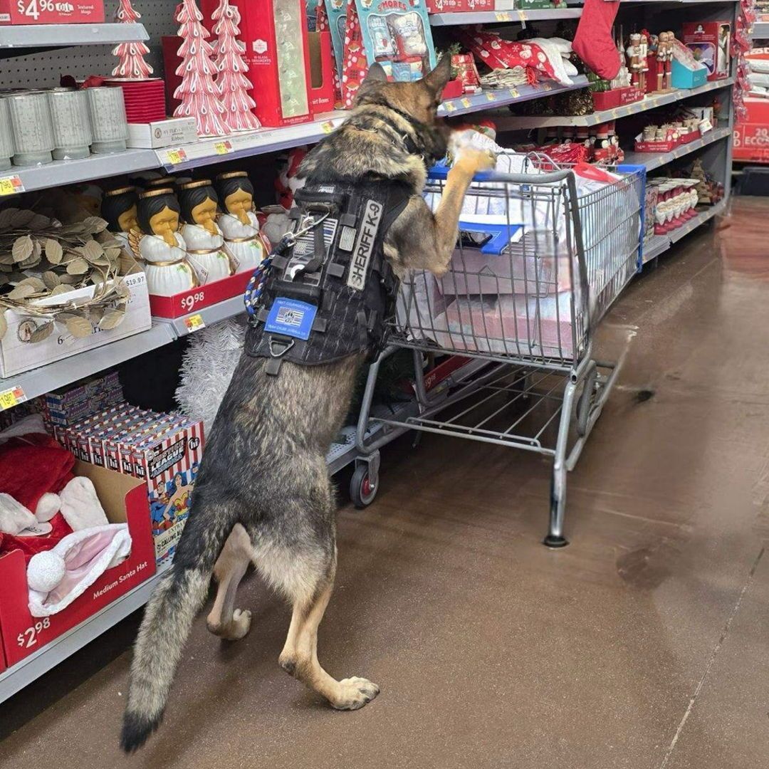 DenverSheriff's tweet image. BOLO loves a good cause. Here he is shopping for kids during the Christmas Crusade event. It&apos;s your #SaturdaySparkOfJoy! #DSDEst1902 #WorkingDogsOfTwitter