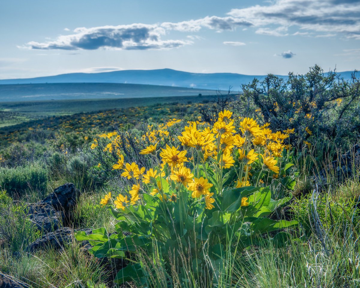 Where flowers bloom, so does hope. -Lady Bird Johnson

📸 Kurt Kuznicki: Sheldon National Wildlife Refuge, part of #WildWashoe