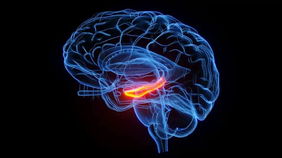 EJERCICIOS QUE AUMENTAN LA FELICIDAD Y MEJORAN LA FUNCIÓN CEREBRAL.- Al hacer ejercicio miles de neuronas inmaduras se activan en el giro dentado, una estructura relacionada con la memoria y que podría ayudar en el tratamiento de trastornos depresivos.- nationalgeographic.com.es/ciencia/estos-…