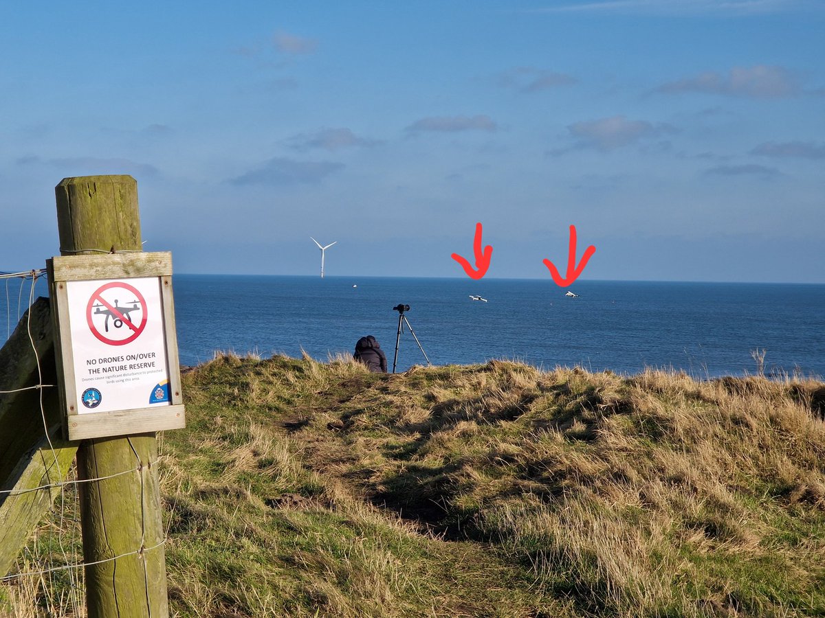 A man flying two drones near St Mary's Island nature reserve today right next to a "No Drones" sign! And, yes, I did politely ask him if he had seen the sign and was aware that drones harm protected shore birds. Please don't do it. <a href="/ForShorebirds/">Space for Shorebirds Northumberland</a> #NorthTyneside