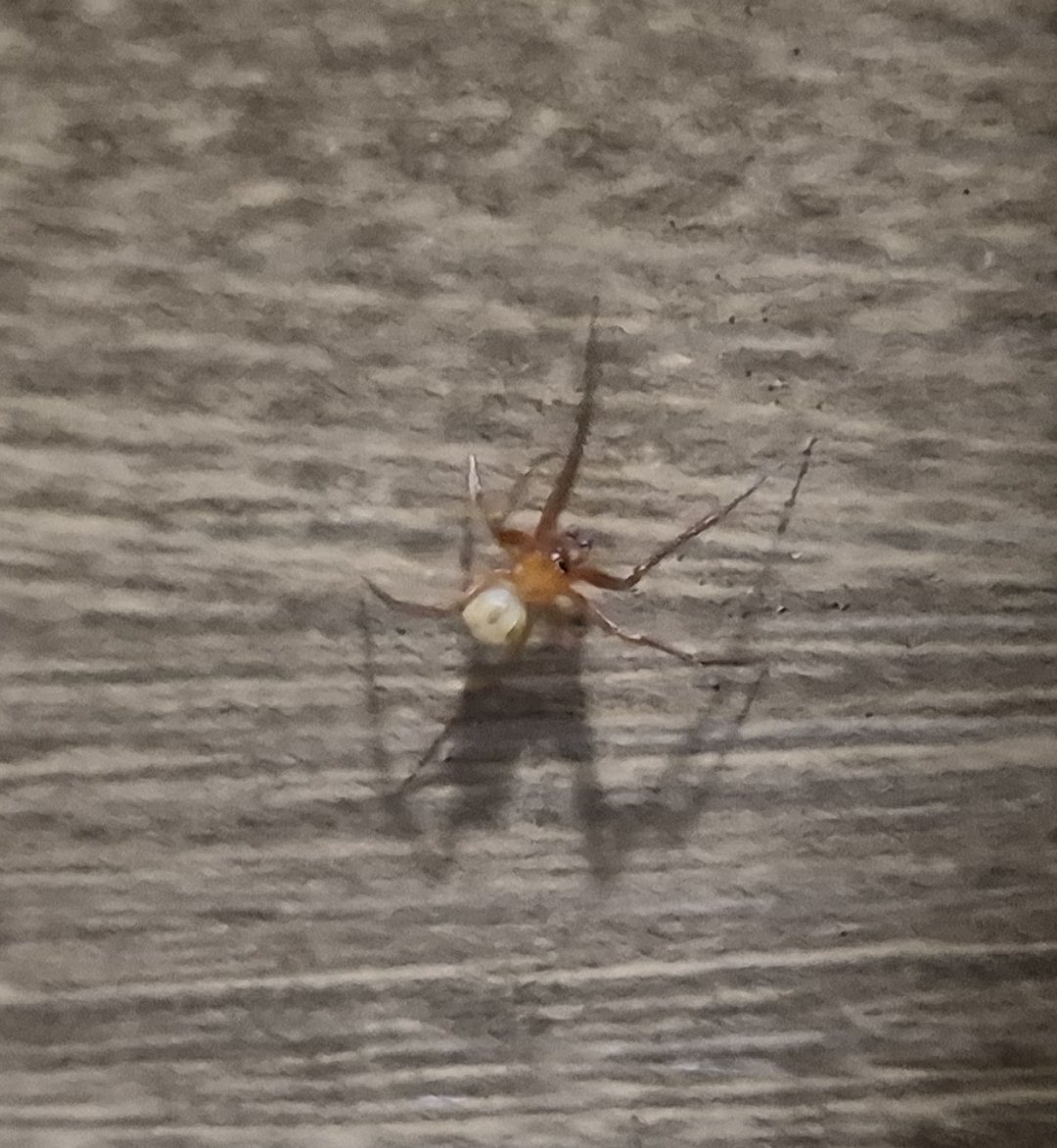 orb3q's tweet photo. @Michelotto8legs , sei que tá ruim a imagem, mas conseguiria identificar ?
Muito obrigado... https://t.co/HNdG4OBPZw