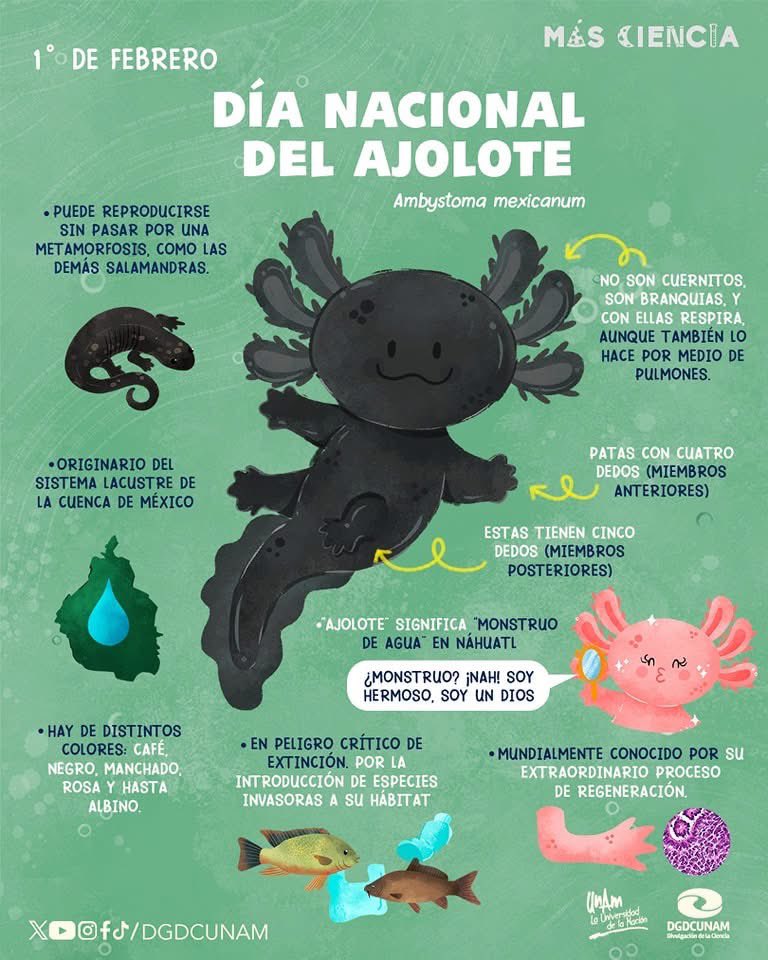 #UnDíaComoHoy celebramos a una de las especies más emblemáticas de nuestro país: el ajolote.

Ayudemos a conservarlo: conservemos su hábitat y evitemos su comercio ilegal.

#MásCiencia