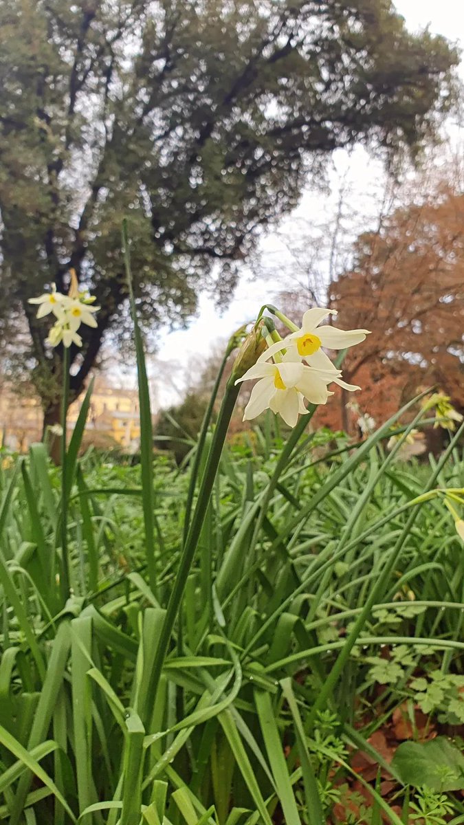 Imbolc - we're now at the midpoint between the winter solstice &amp; the spring equinox