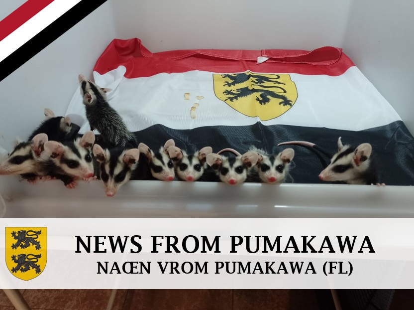 Flandrensis_Gov's tweet photo. Thanks to our funds, the Ecological Province of @Pumakawa 🇦🇷 has adopted ten orphaned #weasels, which are thriving and will eventually be released into their natural habitat 💚. The sanctuary has also taken in a #chimango suffering from an infection #wildlifeconservation https://t.co/JjVwjPsxMj