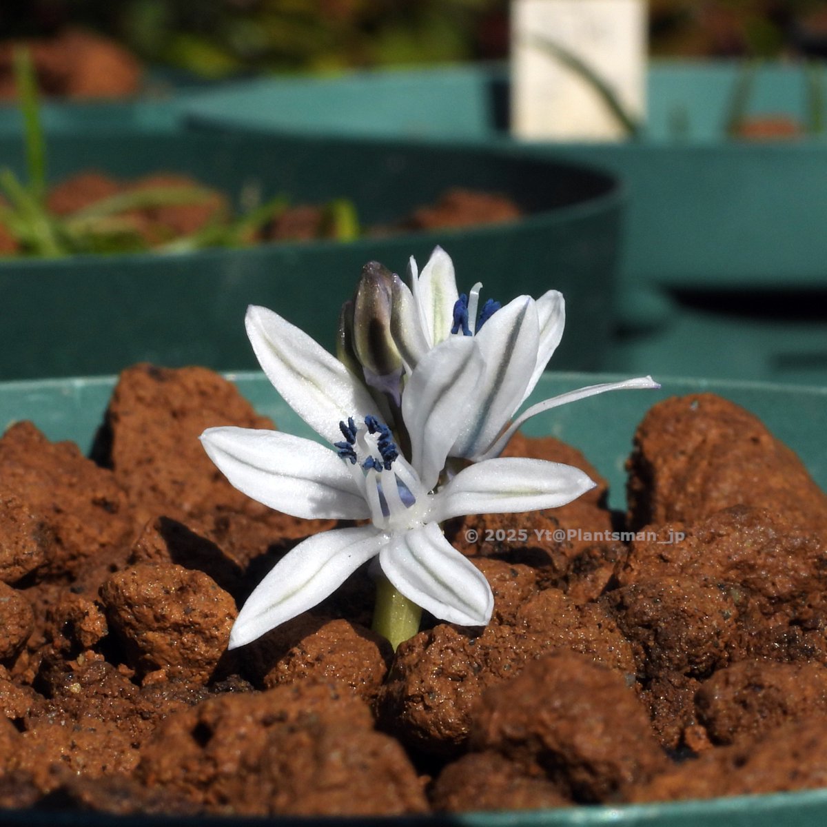 Plantsman_jp's tweet photo. #Fessia puschkinioides (syn. #Scilla puschkinioides), JJA 877.200
Uzbekistan, Tashkent, Chatkal range, NW of Angren, Mazardjan. 1300m. In shade of shrubs.
いつの間にかスキラ属から独立したのね https://t.co/DbBfNzaSPj
