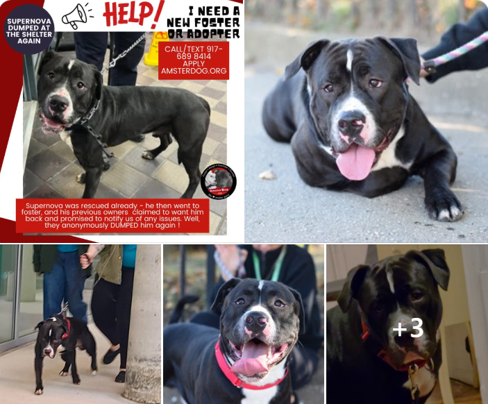 NMBewitched's tweet photo. Bear fks Supernova
This cross-eyed Gentle Giant
A celestial event
Dumped twice by his perfidious "family"
@AmsterDogRescue wants to save him again
We need a #Foster
Needs time to adjust from the cruelty
A loving, patient human
Someone to rub his belly, walk & adore him https://t.co/JT5iYjvGzI