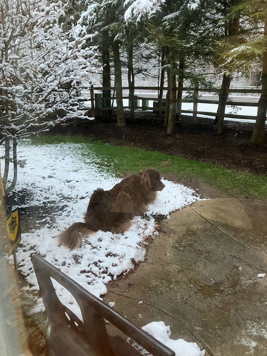 Violet_theNewfy's tweet photo. #PostAFavPic4VioletFeb25 
#GetUpDay 
I like to get up at 5 am and demand to be let out so I can lie in the yard 😁💜 https://t.co/LOZsOKNqQ7