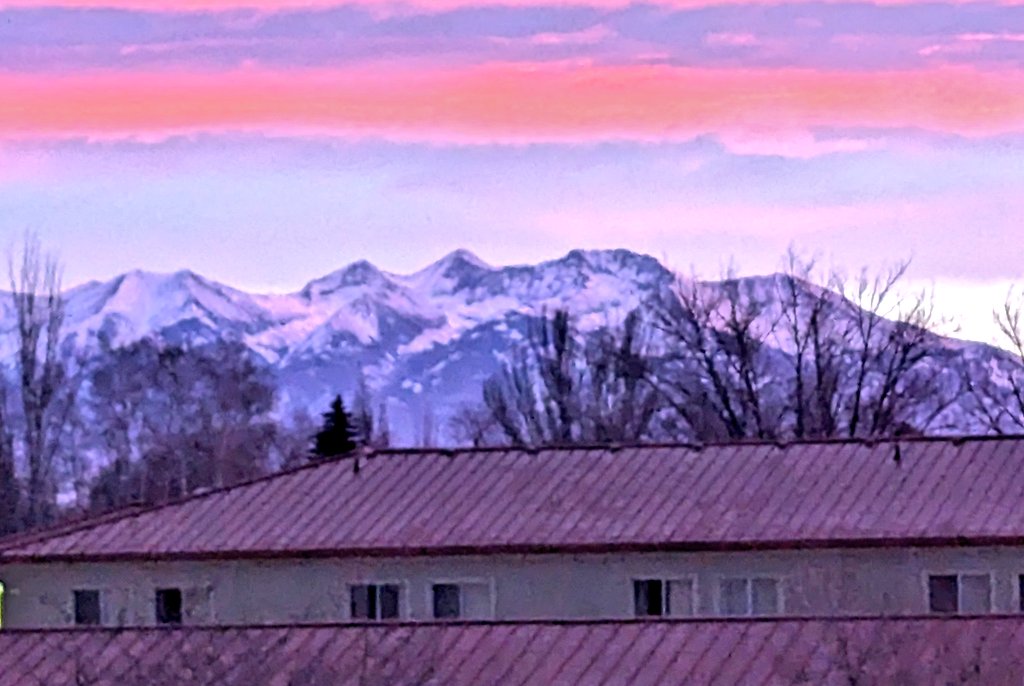 Coach Levi Gallas tweet media