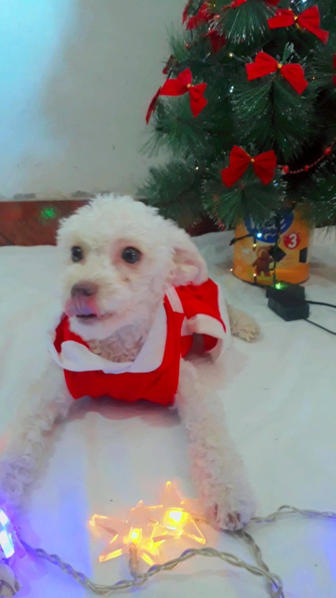 changemysong's tweet photo. hola, no creí hacer esto pero necesito ayuda, mi perrita se fracturó la mandíbula y necesita una cirugía que cuesta $200k, literal cualquier aporte ayuda, sino pueden, compartan, por favor, se los agradezco muchísimo.
alias:https://t.co/qFr8NoC6Ss
cuil: 23-44741522-4 https://t.co/0MehS83QdT