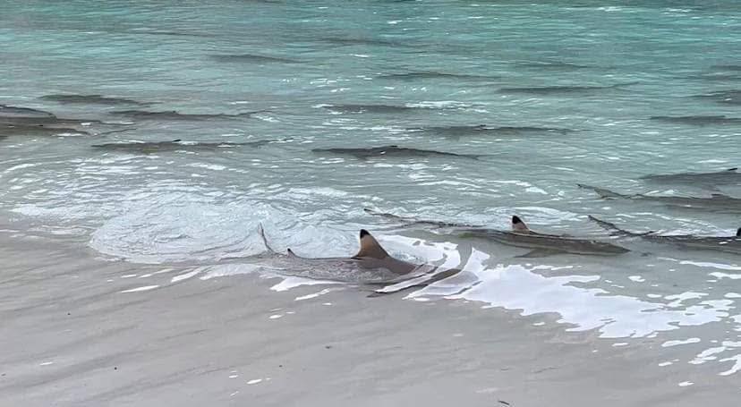 PersonalThai's tweet photo. Blacktip sharks have recently been sighted around a dozen locations in Phi Phi Islands National Park.

#KrabiNews #SharkSighting #MayaBay #Thailand #mayabay #mayabaybeach #phiphiislands #sharkphiphi #krabi #thailand #ฉลามหูดำ #blacktipreefshark  Photo ปูดำนิวส์ FB https://t.co/VWOaeRRlwQ