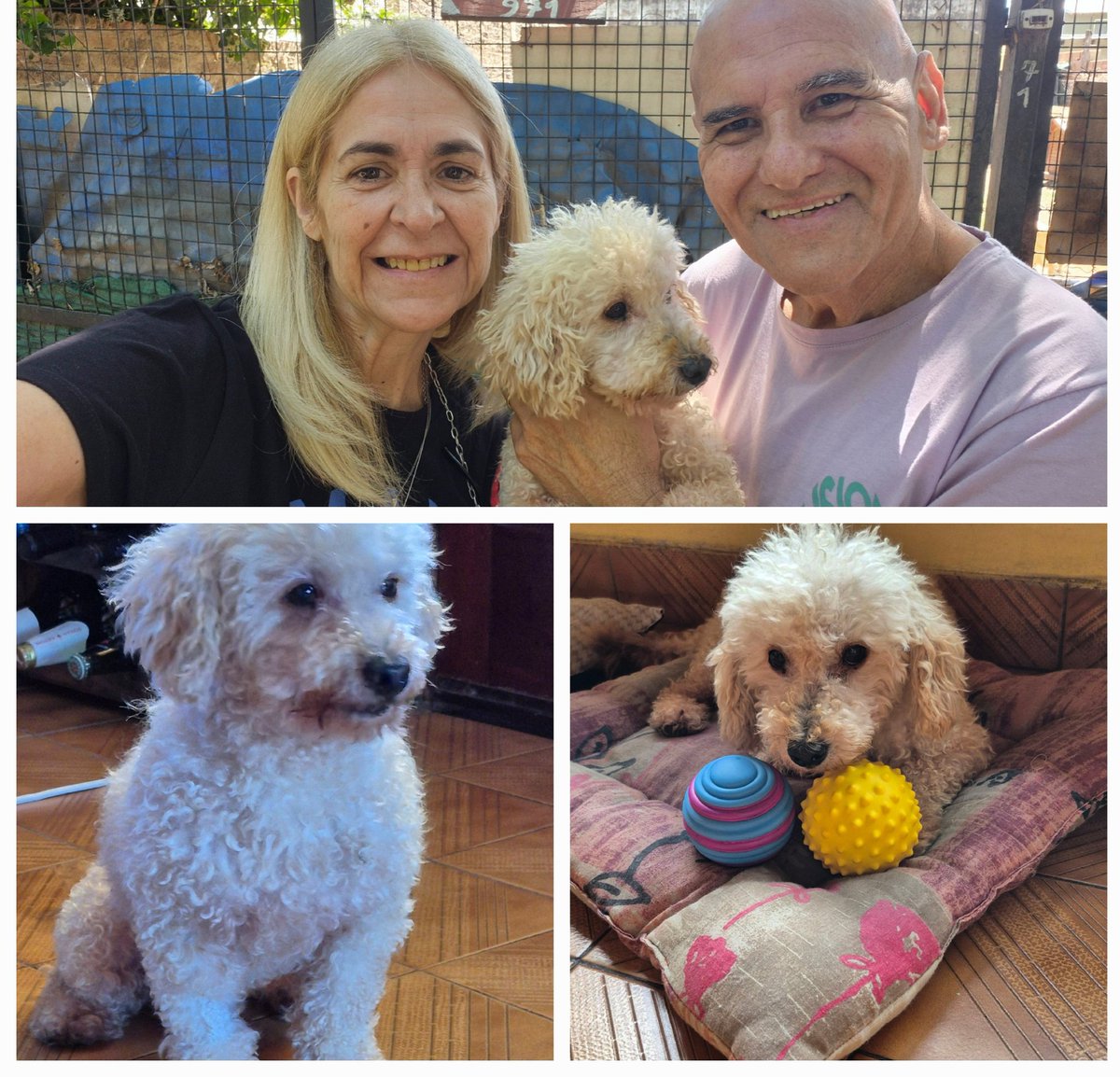 #EsteFinde no soy salchicha pero hoy hace una semana que me rescataron mis papis <a href="/ferpatlojo/">Fernanda  Lojo</a> y Mingo y estoy re contento!!!!!! A parte me hicieron del más grande <a href="/Independiente/">C. A. Independiente</a>