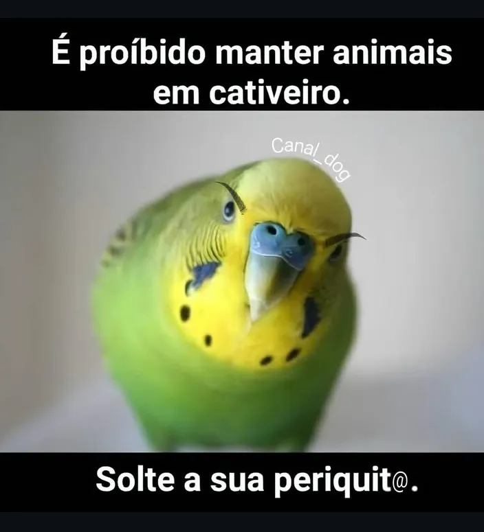 Um bom sábado a todos.
Por oportuno, o IBAMA informa: Seja e faça alguém feliz.
kkkkkkkkkkkkkkkkk