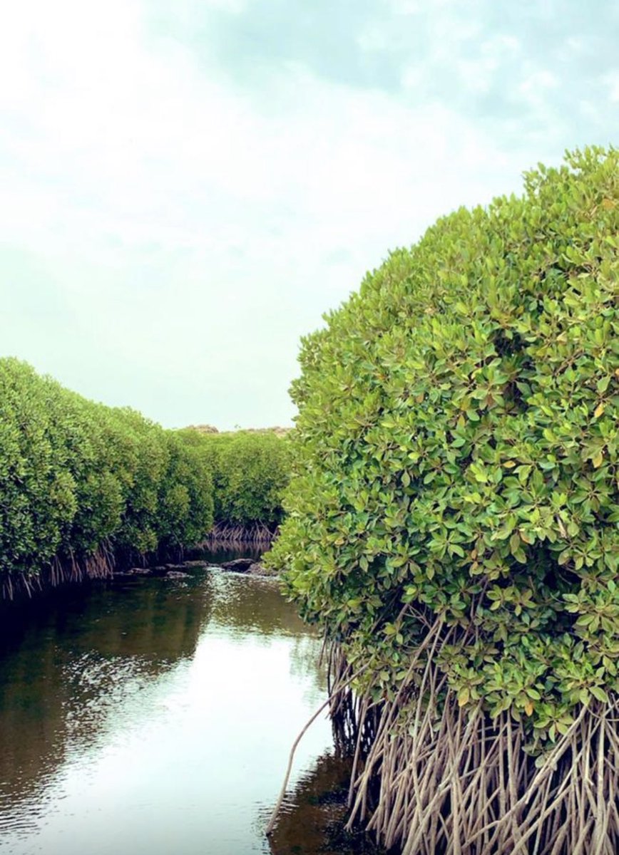 Jazanenviro's tweet photo. بمناسبة #اليوم_العالمي_للاراضي_الرطبة
ندعوكم للمشاركة التطوعية في أعمال زراعة المانجروف وذلك ضمن المبادرة المقامة من قبل المركز الوطني لتنمية الغطاء النباتي ومكافحة التصحر.
https://t.co/LSOw1sHaNw
🗓️ 2 فبراير 2025 م
🕖 4:00 مساءاً
📍شاطىء خور قوق في مركز الصوارمة https://t.co/QWyZivURns