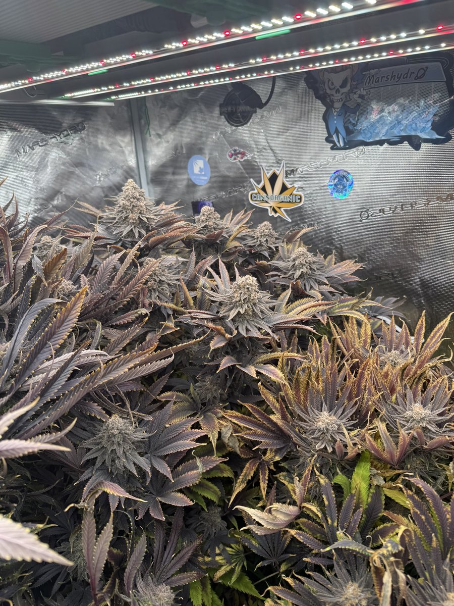 710EastCoast's tweet photo. #atlasseed #tropicalcooler 
@atlasseedf1s #adonislivingsoil @Adonis_442 #marshydro #marshydrogrowtentkit #fc4800evo #marshydroclipfan #marshydrohumidifier  @MarsHydroLight @Coco_Pan2022 #cannafam #organic #organico #organicgrowing #livingsoil https://t.co/OAgoV29G80