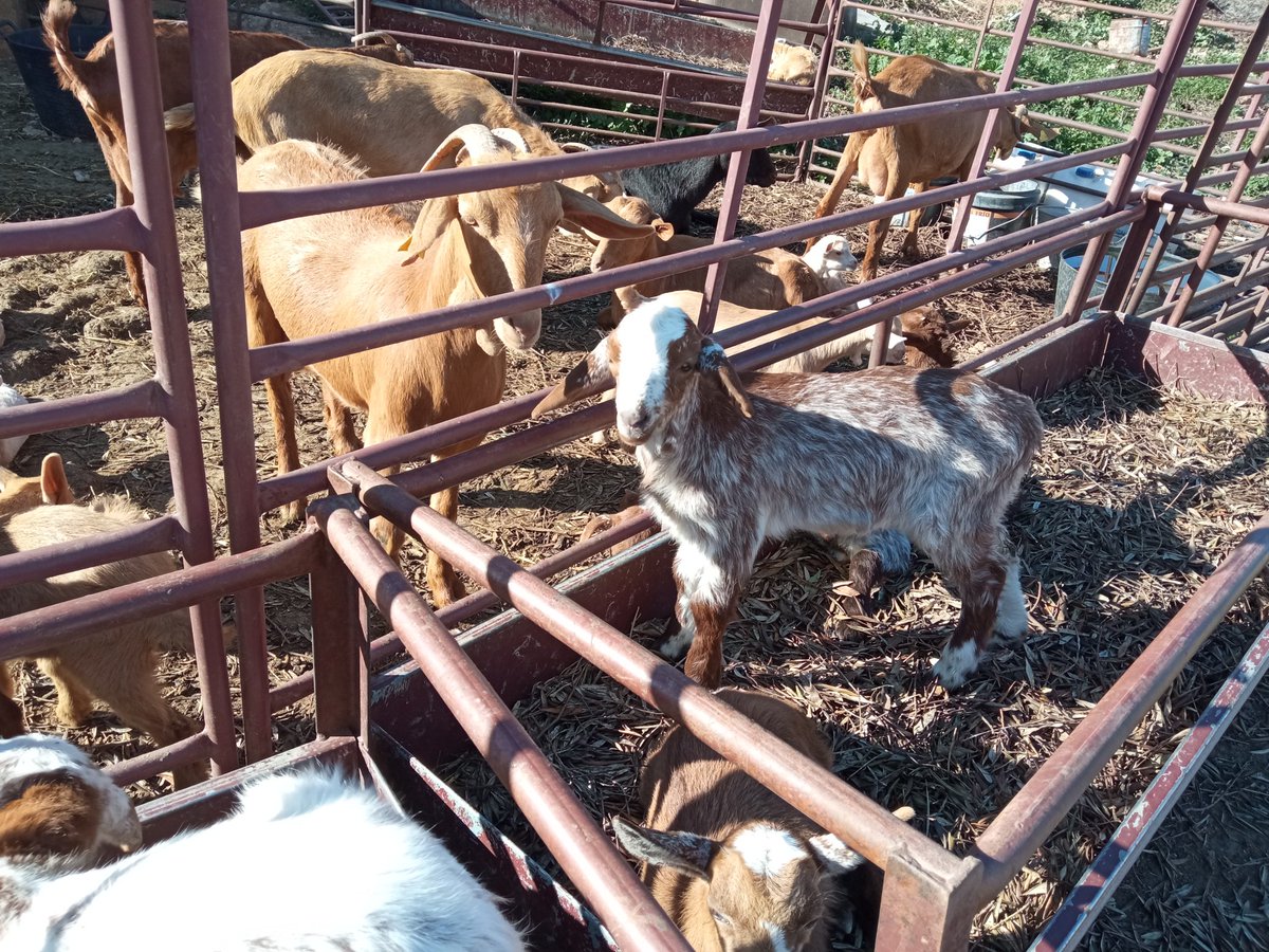 Nueva generación de chotos de nuestras cabras de raza malagueña. Muy pronto nos darán rica leche para beber y hacer queso. 🐐🥛🧀
#otiñar #haciendasantacristina #jaen #agroturismo #cabras #chotos #cabramalagueña #pastoreo #ganaderia #mundorural