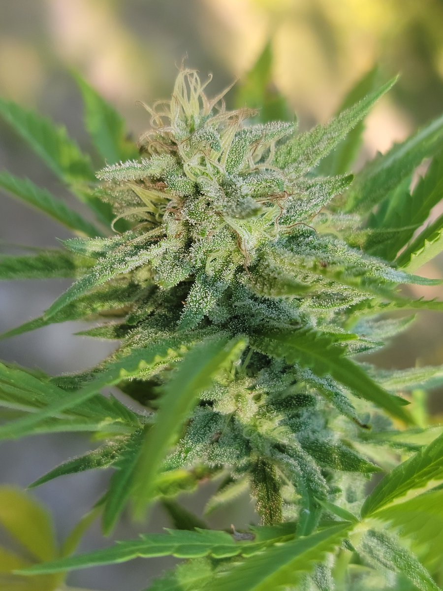 Twistedtreeauto's tweet image. Good morning stoners! 🌿 Wake and bake your way into a fantastic day! Enjoy that first smoke of the day and let the good vibes roll. #SmokeSesh #GoodMorning