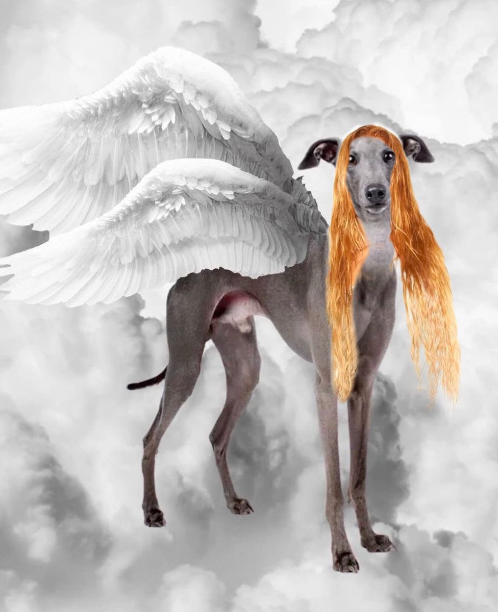 outofbelen's tweet photo. día mundial del galgo, encuentra las 7 diferencias https://t.co/5ofYEKwcoD
