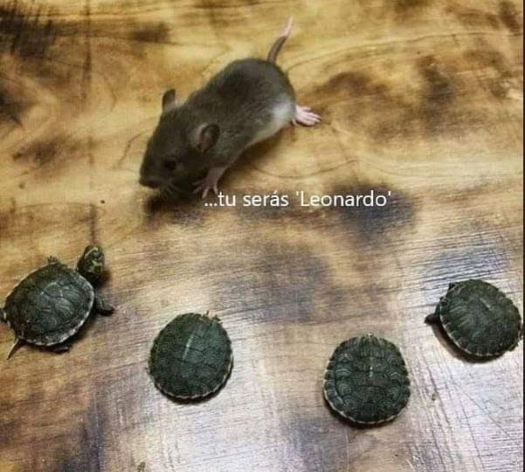 memes pra quem tem baixa autoestima  (@autoestimaposts) on Twitter photo 