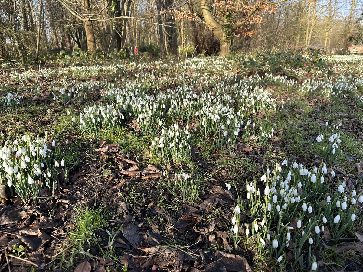 The amazing volunteers were out in force for a fab event this morning… and so were the stunning snowdrops, millions of them! Starting February strong! ❤️<a href="/parkrunUK/">parkrun UK</a> #loveparkrun