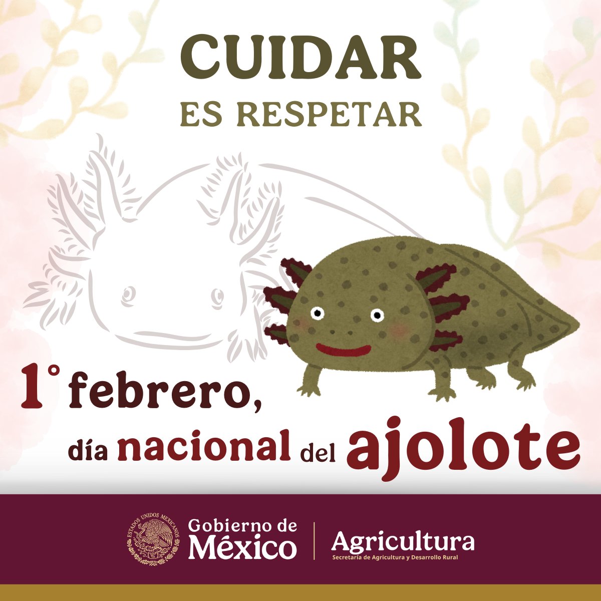 #DíaNacionalDelAjolote | Hoy celebramos al ajolote, emblema del sistema lacustre del Valle de México y un símbolo profundo de nuestra identidad. Su rol en la agricultura es esencial, contribuyendo al control de plagas y al mantenimiento del equilibrio ecológico.