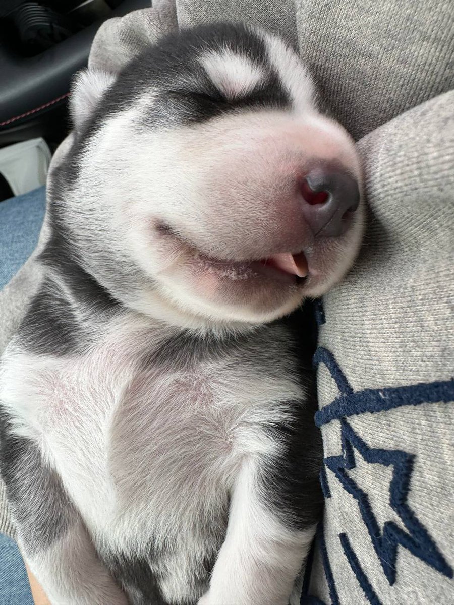 可愛い犬が寝るのは本当に可愛いです。😆