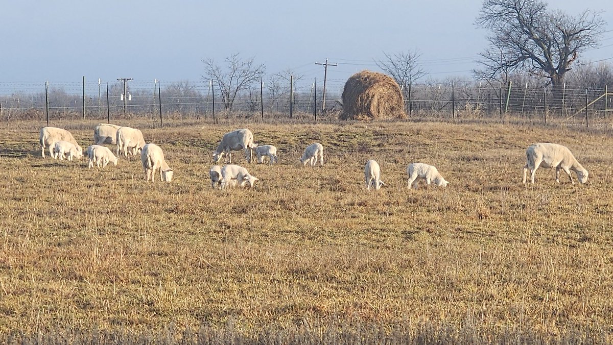 BrazilDahl's tweet photo. A warm morning on the farm, the ewes and lambs are out on the field enjoying that morning sun. Follow our farm page to see our animals and more on our farm! @StarPost_Farm
#XLamb #Sheep #Oklahoma #farmers #farming #OKFarmer https://t.co/gFiguj3krl