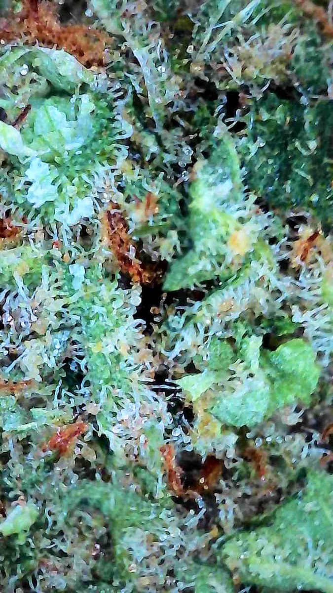 Dabbing Granny tweet media