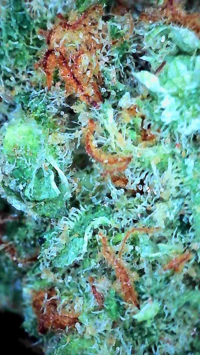 Dabbing Granny tweet media