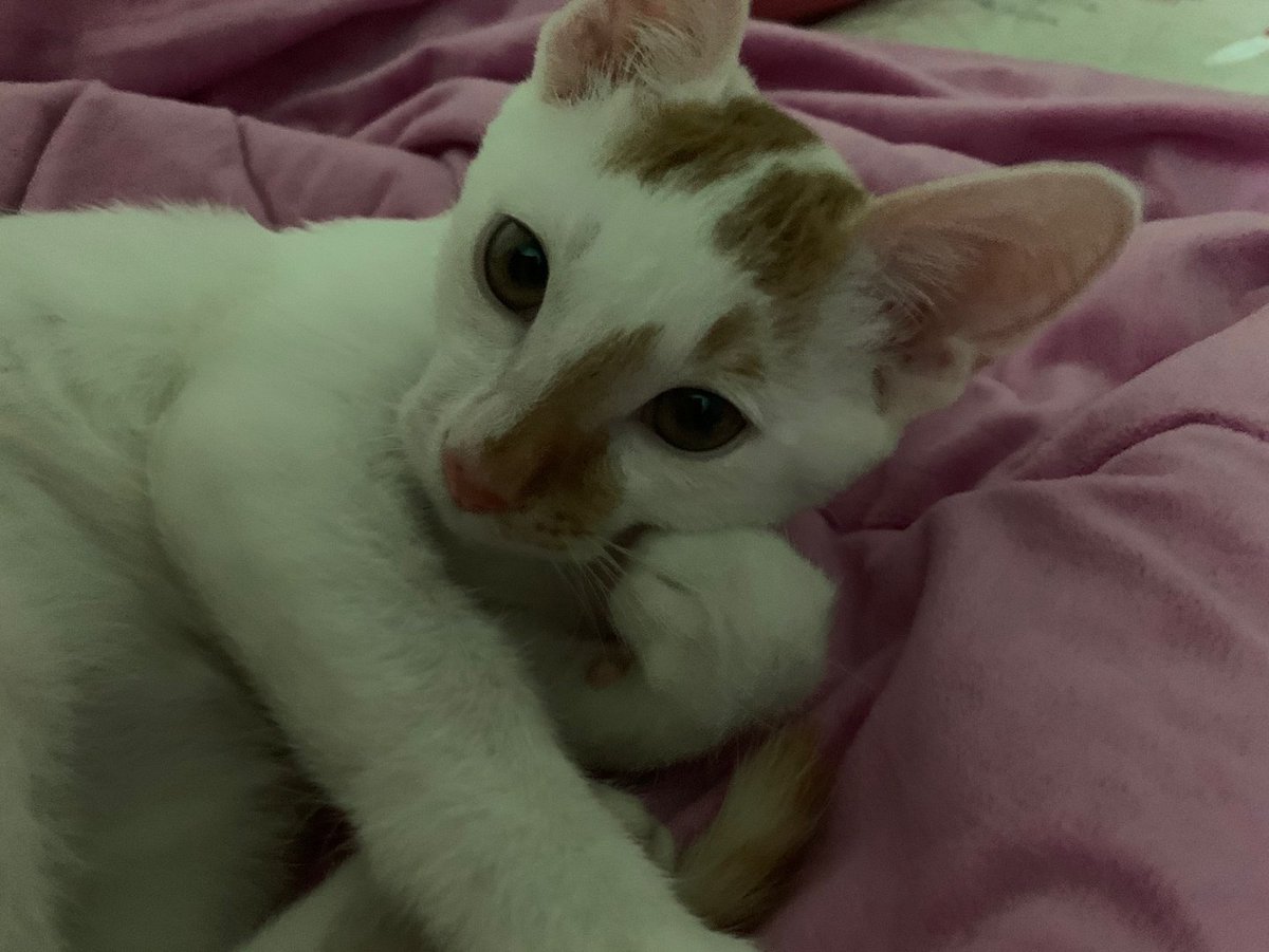 혹시 좋아하는 고양이 잇어?