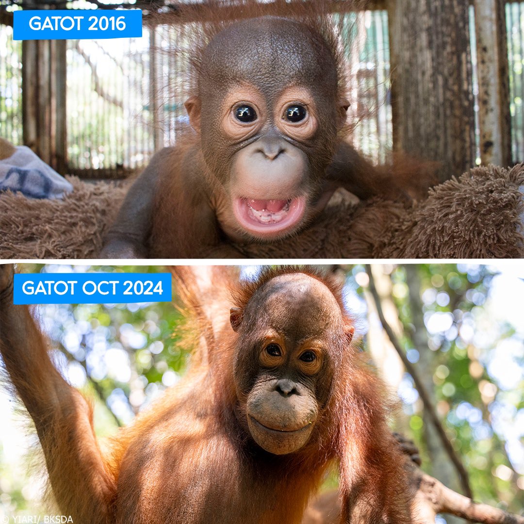 TheGreatestApes's tweet photo. my birthday is on february 13th and my birthday wish is for people to make a donation to primate conservation! 

i’d like to personally suggest @IAR_updates, who have saved many of the orangutans we enjoy posting so much ♥️🦧

https://t.co/LtQSPA3iL1 https://t.co/32hgMmCV3h