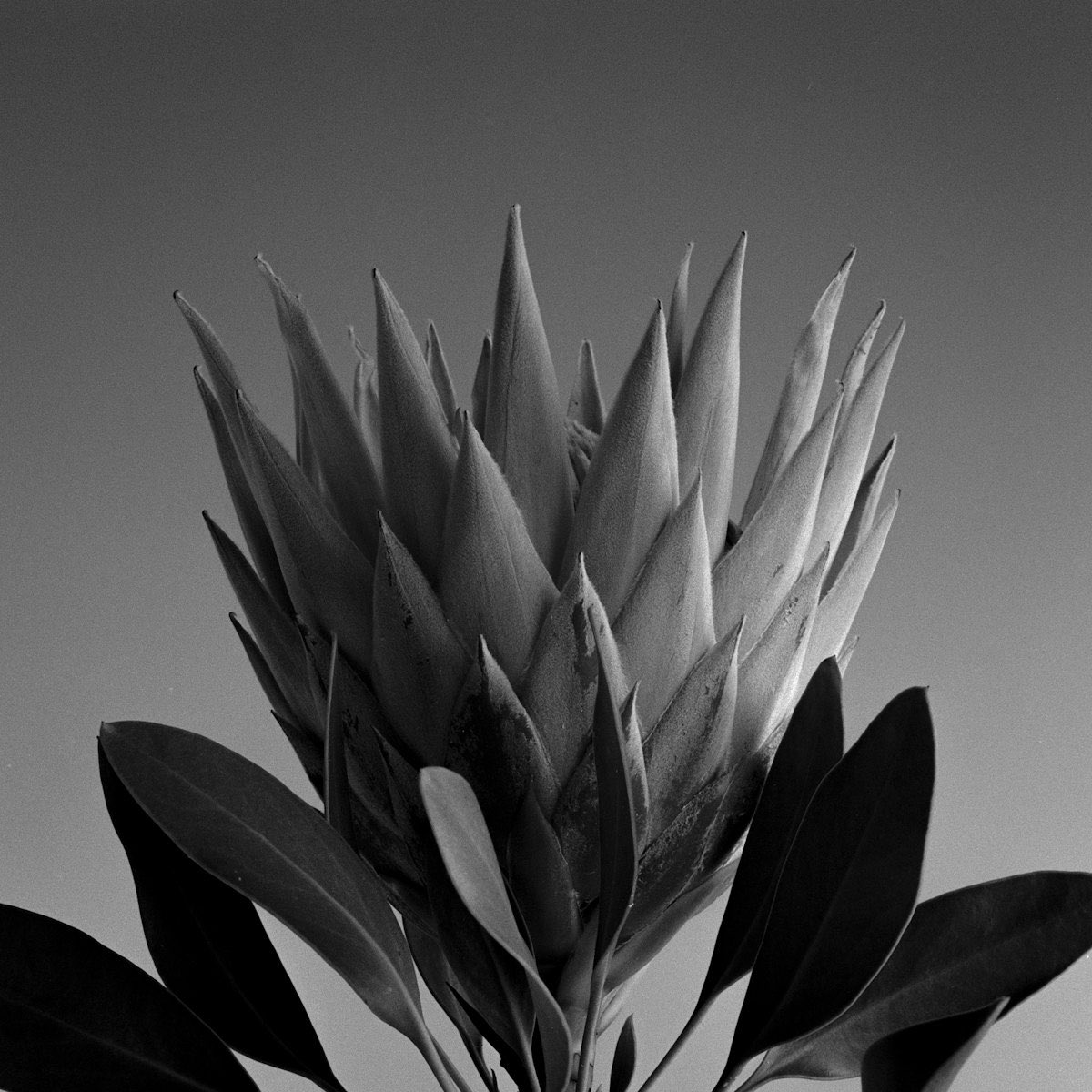 Gm everyone! 🌞 

King Protea