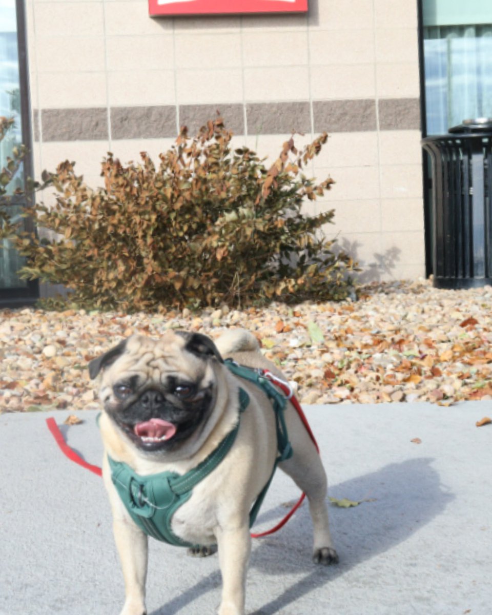 At Spirit Hospitality, we know pets are family! That’s why our pet-friendly hotels make sure your furry friends feel just as welcome as you do. Whether you're on a road trip or a weekend getaway, we've got the perfect stay for both you and your four-legged companion. 🐶