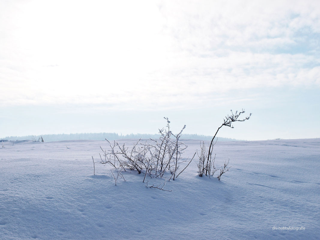 Nur im Alleinsein können wir uns selber finden. Alleinsein ist nicht Einsamkeit, sie ist das größte Abenteuer! Hermann Hesse