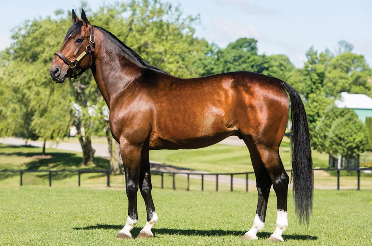 Second place 🥈for The Locomotive #MuscleMass in the Southern Star Final, Group 1 in Melton, Australia.