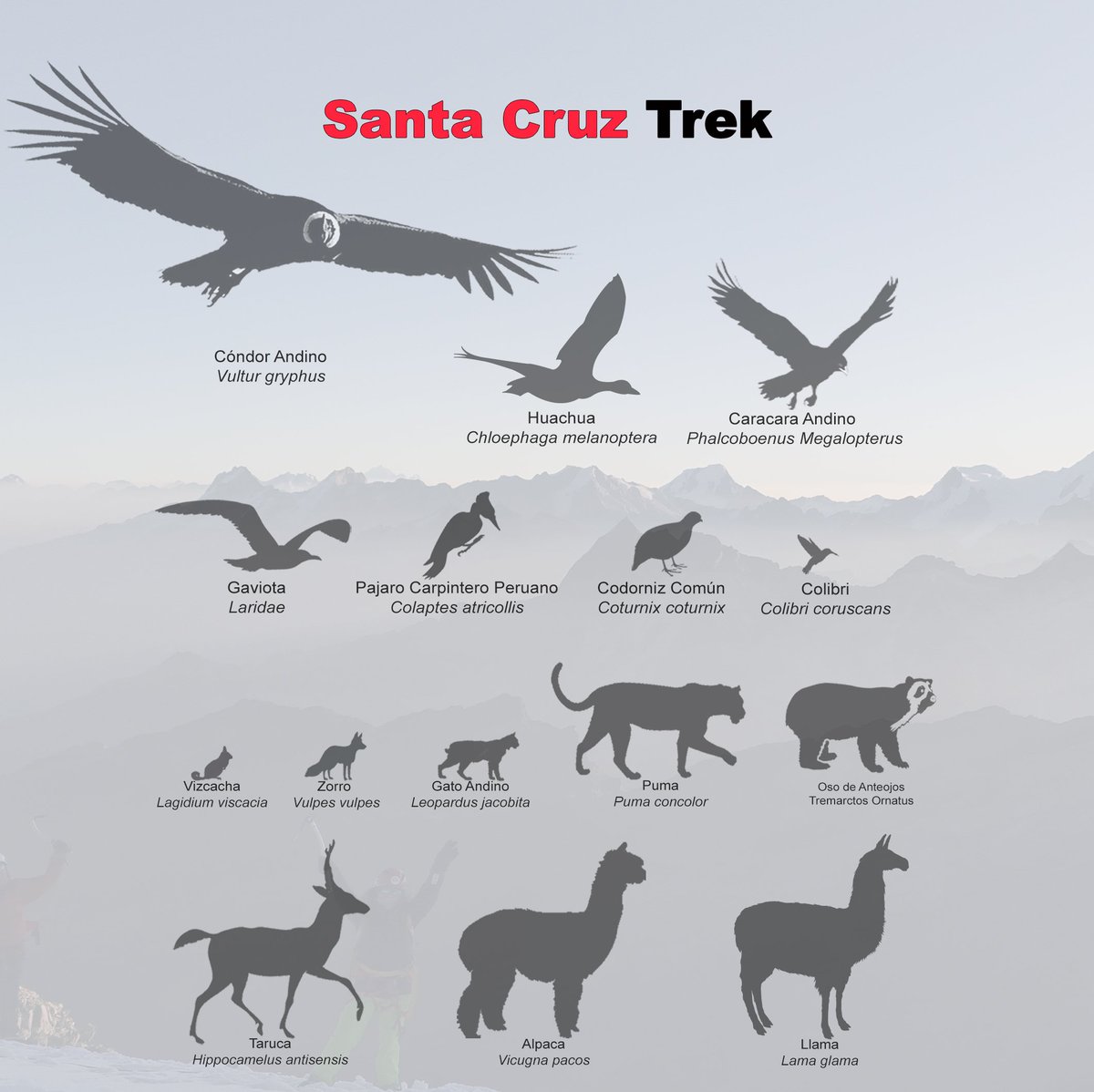 SantaCruzMap's tweet image. Fauna silvestre de la #cordillerablancaperu🇵🇪🏔️ 
Muchas de estas especies se puede observar en la caminata Santa Cruz, Cedros Alpamayo, Ulta Yanama. 

Más información en nuestra edición 2025 de Santa Cruz Trek.