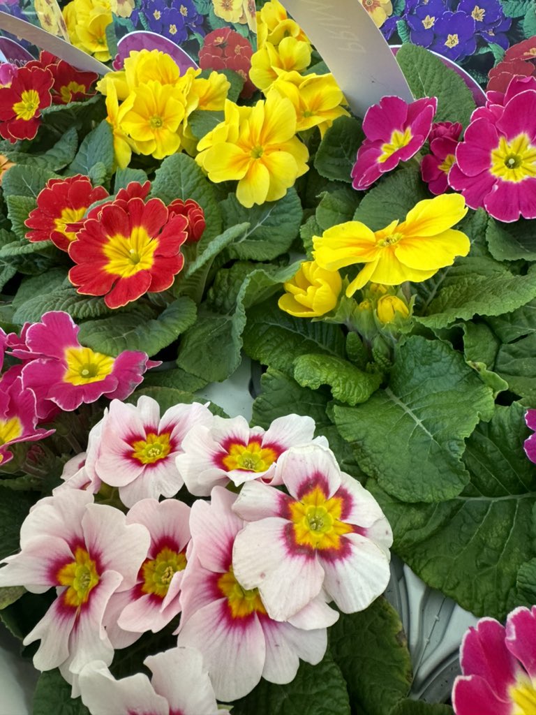 Our stunning Primrose collection is now available at Caulders! Hardy, vibrant and perfect for every garden 🌸
ONLY: £9.99

#caulders #cauldersgardencentre #primrose #spring