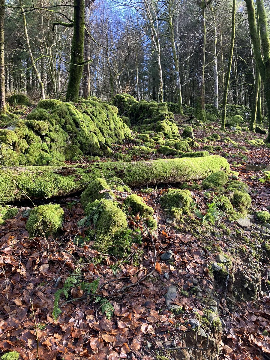 Cerdded yng Nghoed y Brenin - moss covered woodland