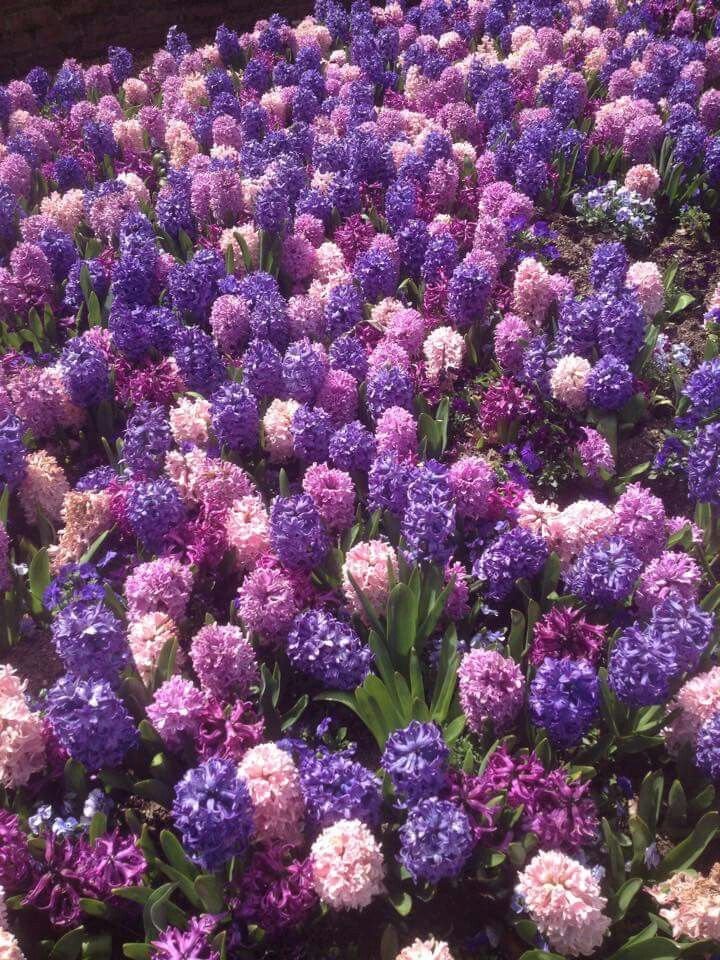 lavieestbelIe's tweet image. Hyacinth