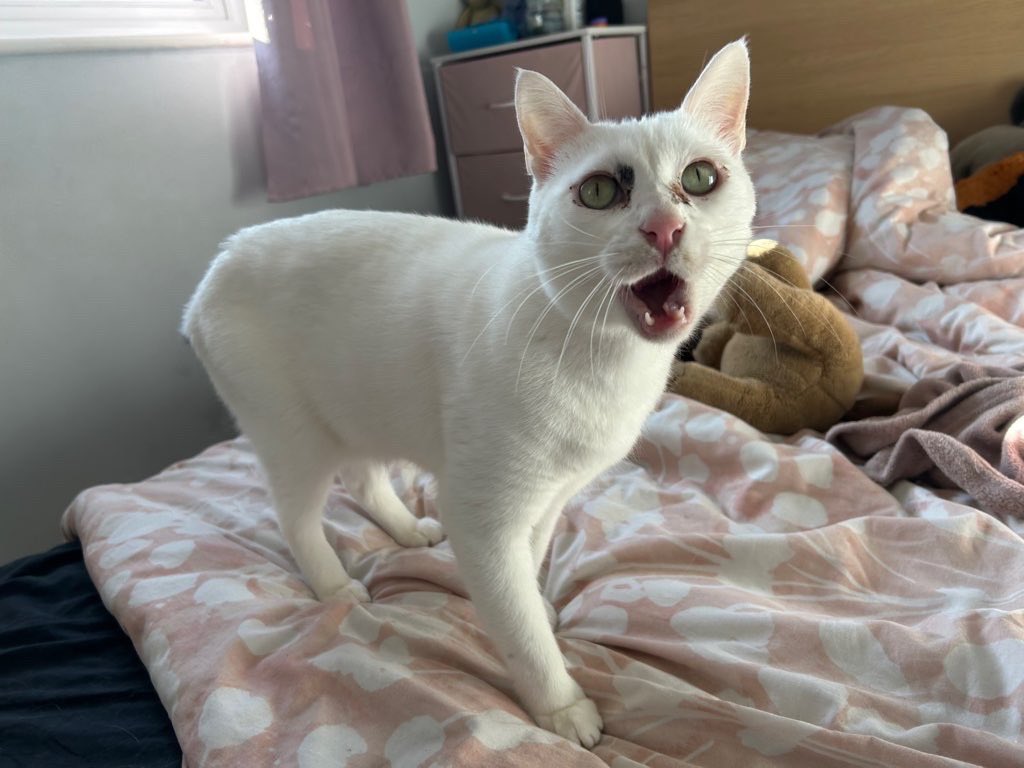 simi🍒 tweet media