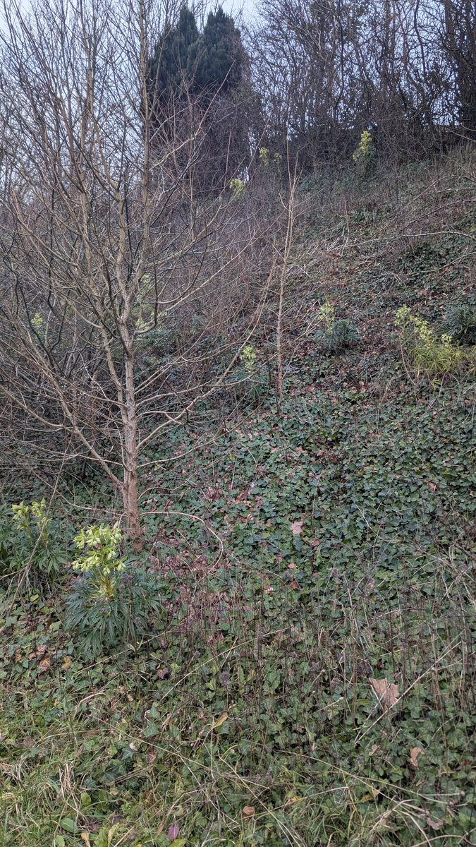 Tom Brereton (@tom_m_brereton) on Twitter photo Stinking Hellebore growing in profusion on a roadside just outside of Bridport. A welcome surprise and a new locality for this native/naturalised species. Provenance unknown <a href="/BSBIbotany/">BSBI: Botanical Society of Britain & Ireland</a> Stinking Hellebore growing in profusion on a roadside just outside of Bridport. A welcome surprise and a new locality for this native/naturalised species. Provenance unknown <a href="/BSBIbotany/">BSBI: Botanical Society of Britain & Ireland</a>