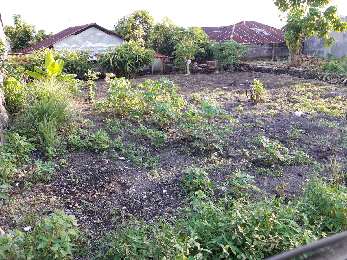 Shirakawa Hatsuki (Miu) tweet media