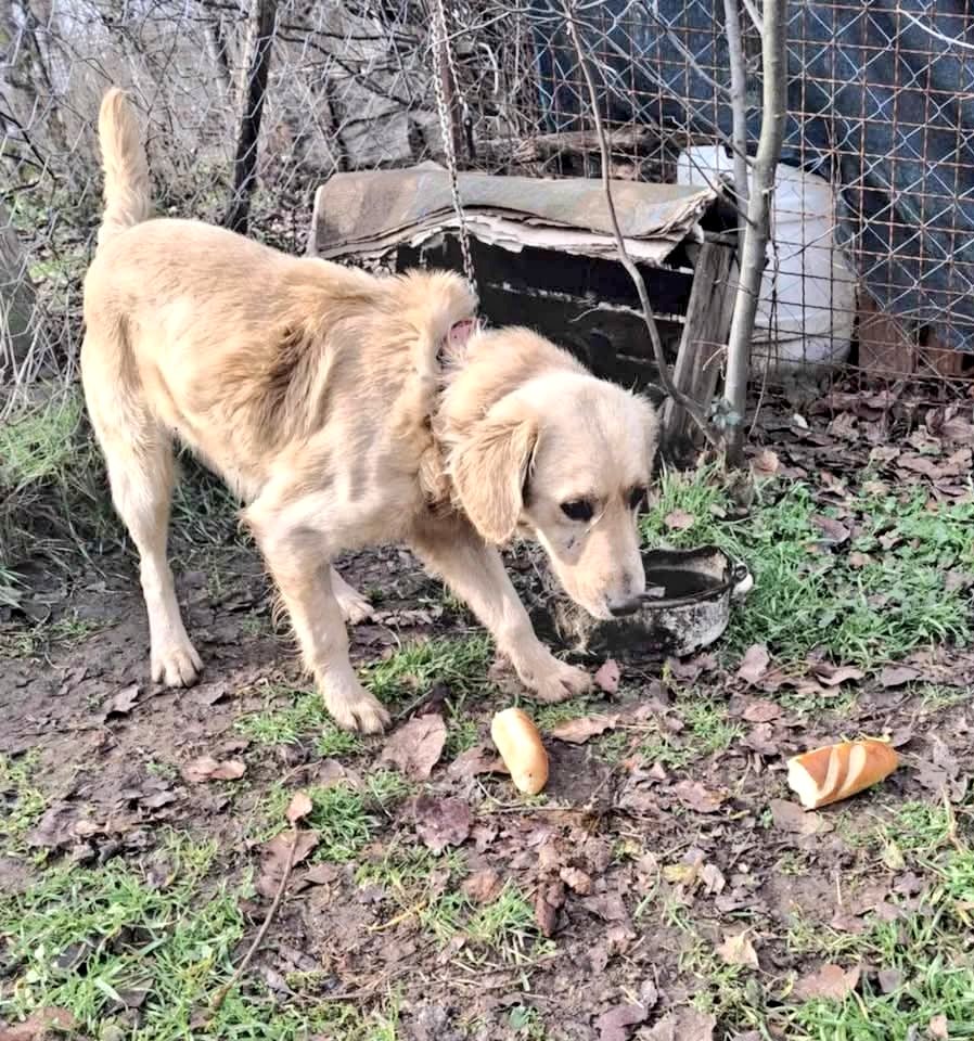 SCD_Rescue's tweet photo. 💔URGENT APPEAL💔 
This poor boy urgently needs our help.

He has been abandoned left on a chain to die! The house has been abandoned, and he has been left with no food , no water,  no shelter. 

We need to rescue him ASAP, but as you know, we can’t do anything without raising funds. 

PLEASE HELP US TO SAVE HIM

Bank and PayPal Details

https://t.co/gE53QnoSCO

Bank details:

Name: Second Chance Dog Rescue CIC
Account Number: 53479449
Sort Code: 608371
Ref: BOY