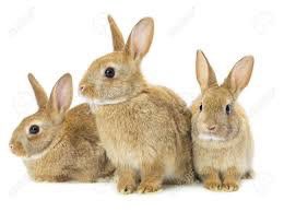 Rabbit rabbit rabbit
