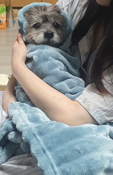 근데 나는 진짜 할수만 있다면 우리 강아지 내 호적에 넣고싶음
다시 태어나면 우리집안 막내딸로 태어났으면 좋겠음
진짜 너무 내 자식같아 내가 낳았어