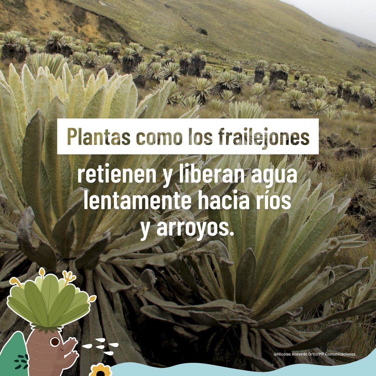 🌿 La vegetación de los páramos retiene hasta 40 veces su peso en agua. En ellos se encuentran cerca de 4.000 especies de plantas.