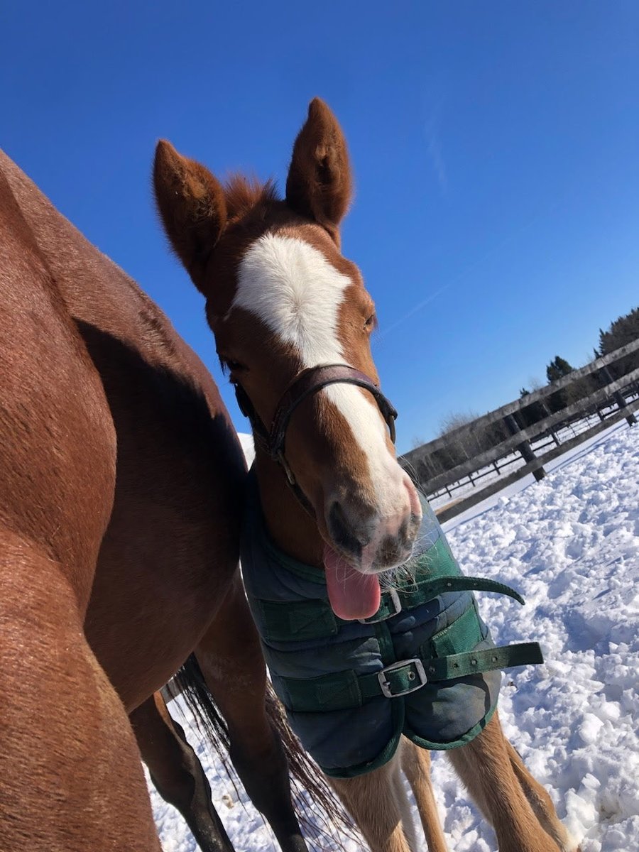 Tapiture- Ms Vancougar Filly