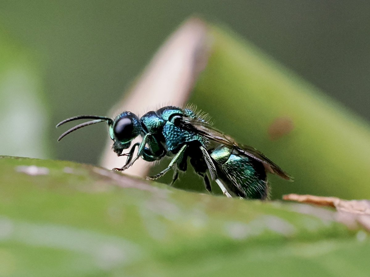 tillingtonchum's tweet image. Last year we were fortunate enough to see three jewel wasps which, although very busy, did stop long enough for a few pics.

Pseudomalus auratus
Trichrysis cyanea
Hedychridium roseum

#wasps #JewelWasps