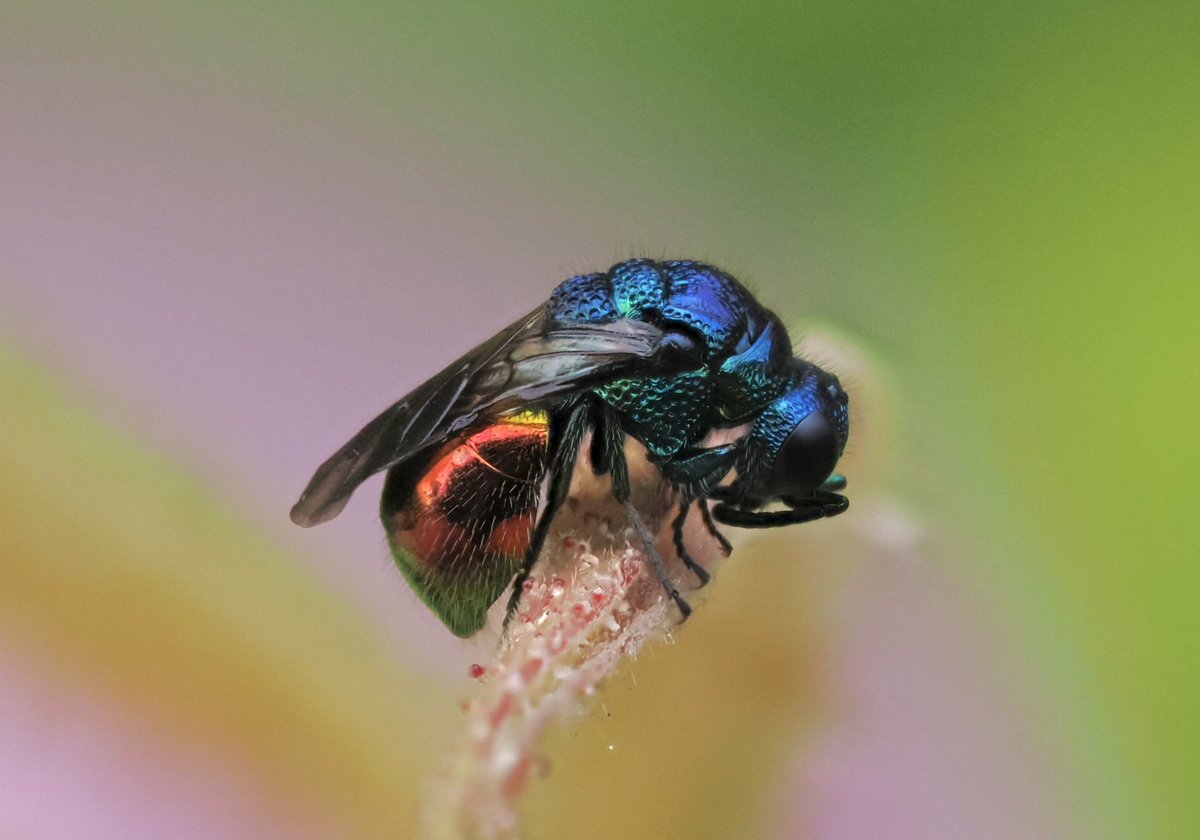 tillingtonchum's tweet image. Last year we were fortunate enough to see three jewel wasps which, although very busy, did stop long enough for a few pics.

Pseudomalus auratus
Trichrysis cyanea
Hedychridium roseum

#wasps #JewelWasps