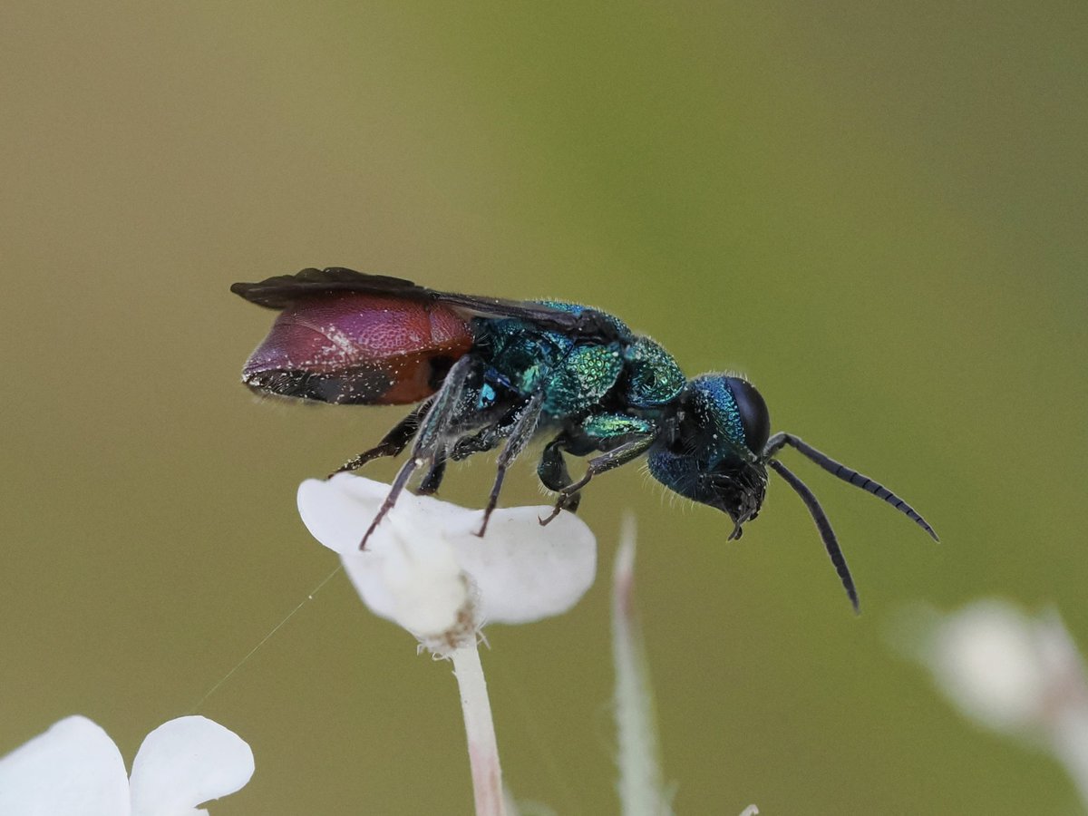 tillingtonchum's tweet image. Last year we were fortunate enough to see three jewel wasps which, although very busy, did stop long enough for a few pics.

Pseudomalus auratus
Trichrysis cyanea
Hedychridium roseum

#wasps #JewelWasps