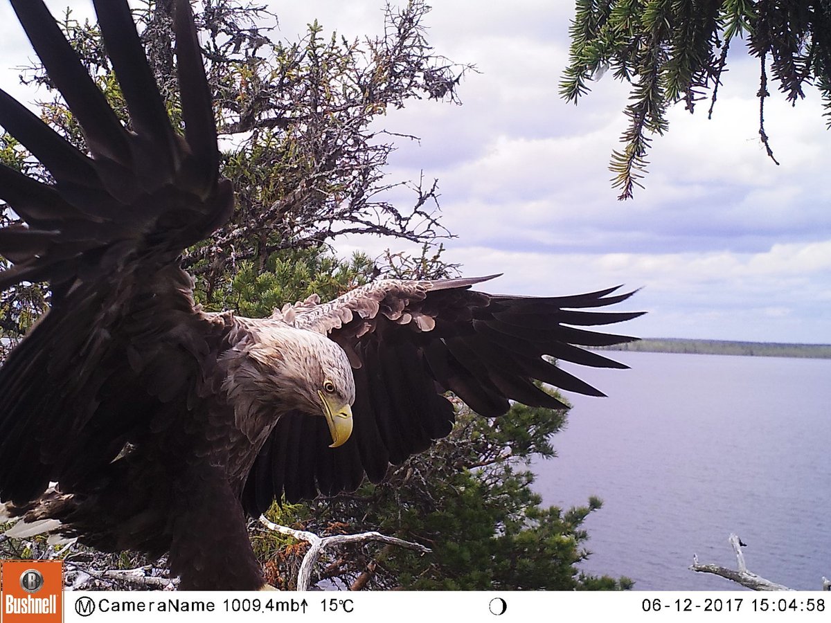 trailcam tweet media